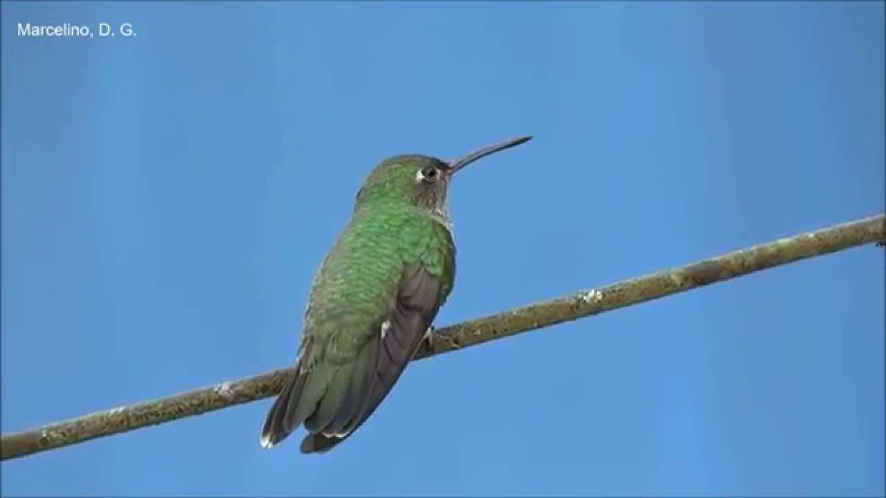 Aves do Brasil: Beija-flor-de-banda-branca. Birds of Brazil
