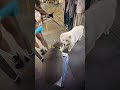 Funniest Cat & Dog Moments Ever😂#FunnyPets #CatsAndDogs #PetVideos #FunnyCats #FunnyDogs #fyp