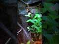 home plant flower 🌿