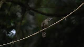 白喉褐冠鹎 (Ochraceous bulbul)
