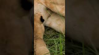 Cute 2 weeks old lion cub breastfed by mom #lions #lioncub #kenya #cutecats