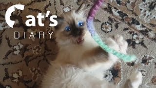 Birman cats in slow motion by Cat's Diary 1,035 views 4 years ago 3 minutes, 2 seconds