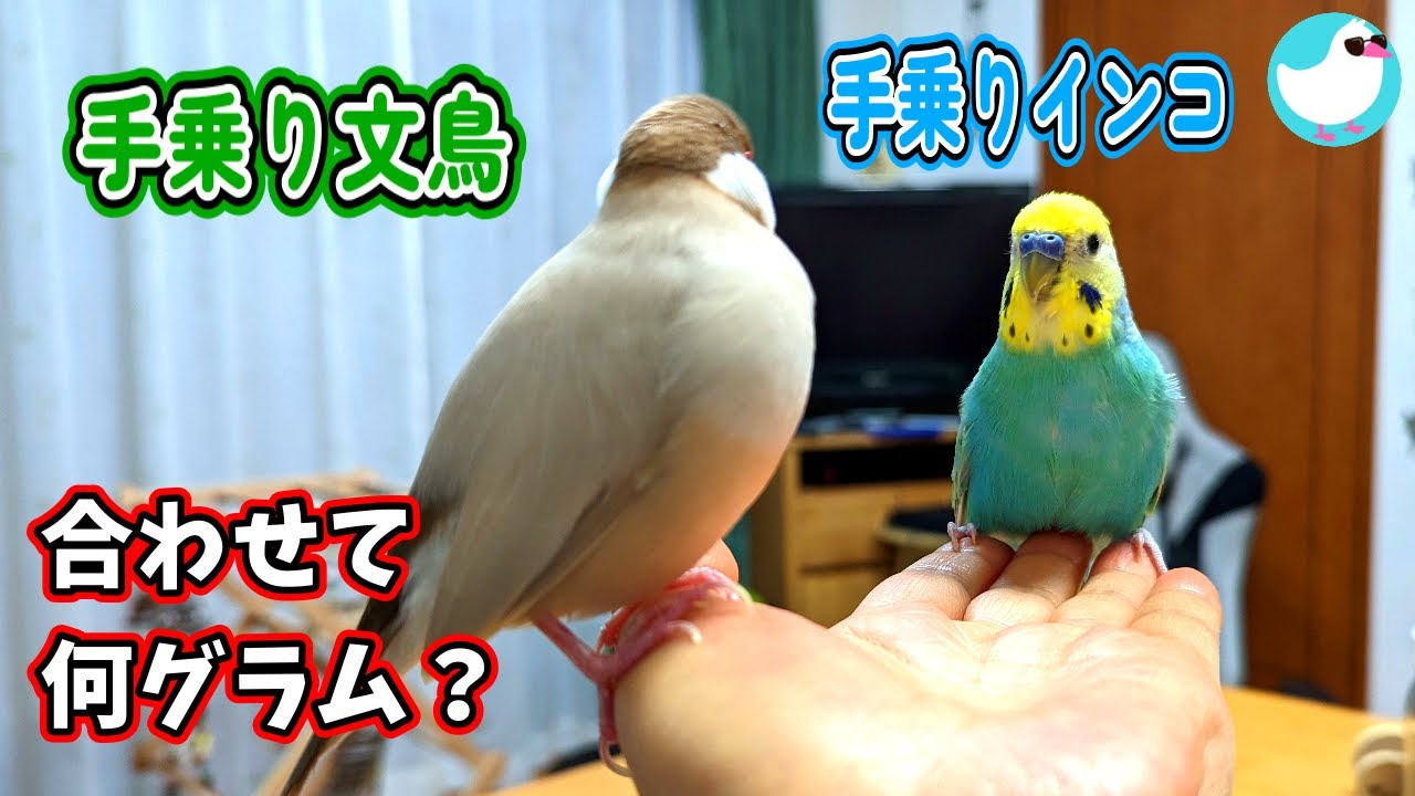 仲良し？手乗り文鳥とインコ ～ お手々の文鳥とインコを合わせて何