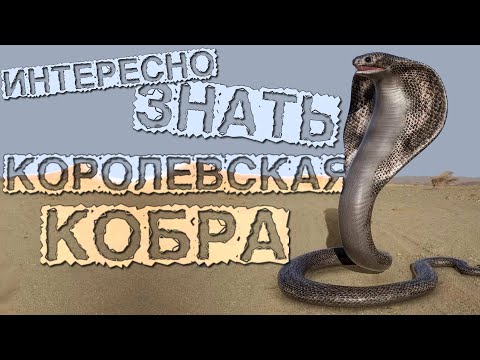 Королевская Кобра !Топ 10 удивительные факты о королевской кобре