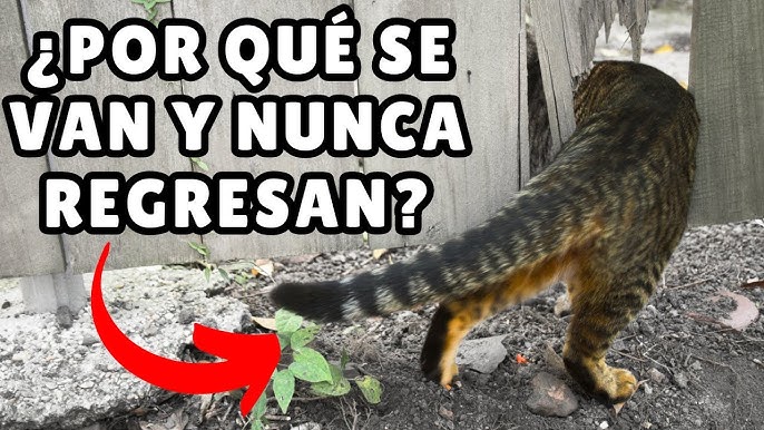 El GRAN PROBLEMA de los PUNTEROS LÁSER para los gatos 