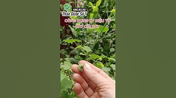 ai bị ù tai điếc tai tìm ngay cây cối xay dùng nhé