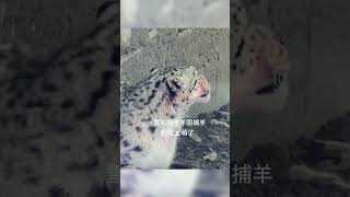 Thumbnail for 💢高原雪豹进村捕羊!表情又帅又萌 #animal 【跟着图尔去旅行】