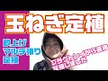 玉ねぎ定植【栽培】【育て方】【植え方】【玉ねぎ苗】