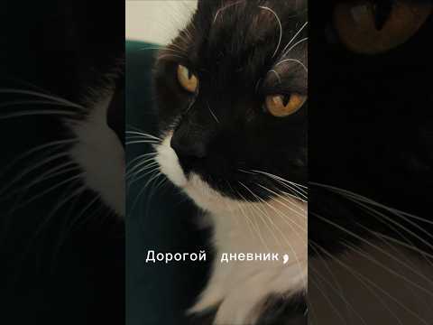 А вы пробовали лосьон для ушей Форвет? #форвет #кошка #собака #милота