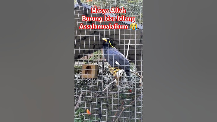 MASYA ALLAH,BURUNG BISA BILANG ASSALAMUALAIKUM 😭⁉️