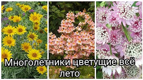 Красивые многолетники цветущие всё лето.