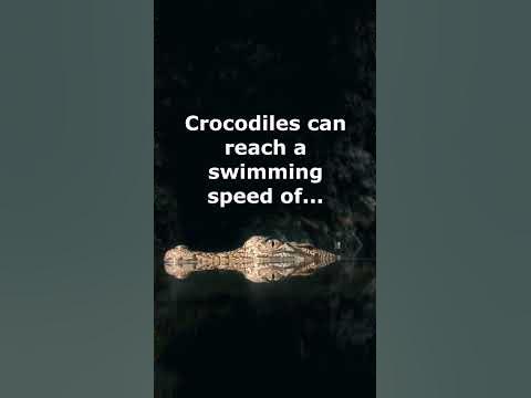 How fast are crocodiles in water? - YouTube
