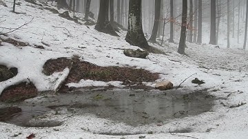 Relaxing Sound of Rain Forest Puddles 2 Hours / Light Rain and Rain Drops Falling From Trees
