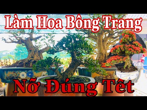 Video: Khi Nào Thì Cắt Tỉa Hoa Thủy Tiên Vàng Sau Khi Ra Hoa? Bạn Có Cần Cắt Tỉa? Làm Thế Nào để Cắt Lá đúng Cách Trên Hoa Thủy Tiên Vàng?