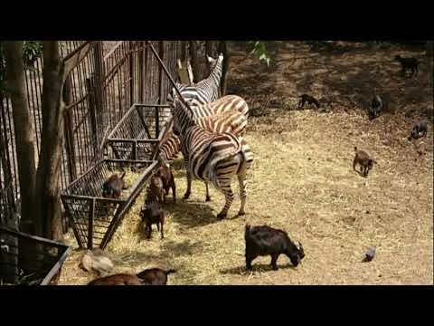 თბილისის ზოოპარკი   2017       Tbilisi Zoo      Тбилисский зоопарк