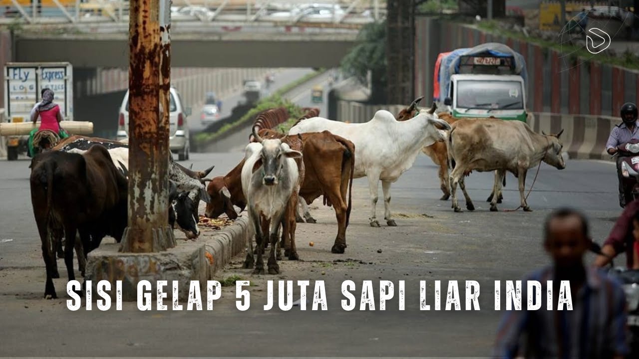 Sapi India: Dipuja, Tapi Membawa Petaka untuk Negara