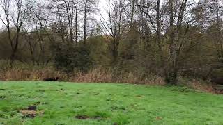 Bella Bracco Italiano and Bonnie Gordon Setter hunting. by Paul 133 views 1 year ago 46 seconds