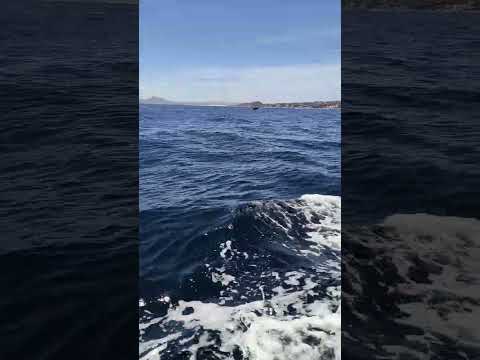 Whale watching Video Thumbnail