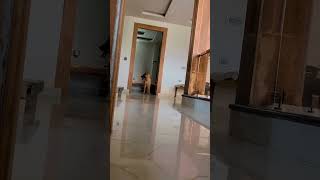 Virtual reality Max #emotional #germanshepherd