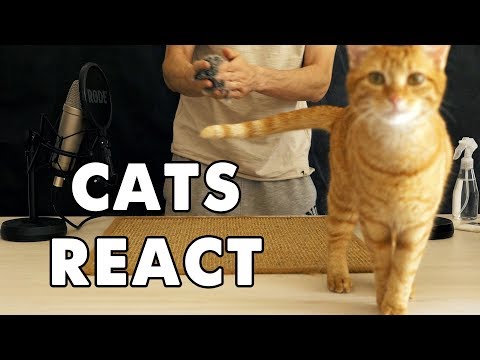 cats-react-to-asmr-triggers
