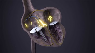 Ablation (XXI Century Cardiology series)