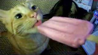Cat Licks Popsicle... Funny