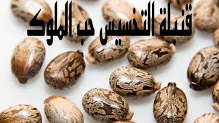 حقيقة حب الملوك في تخسيس الجسم ٣٥ كيلو شهريا ونحت الجسم