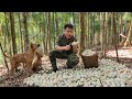The soldier unexpectedly discovers strange eggs in the forest