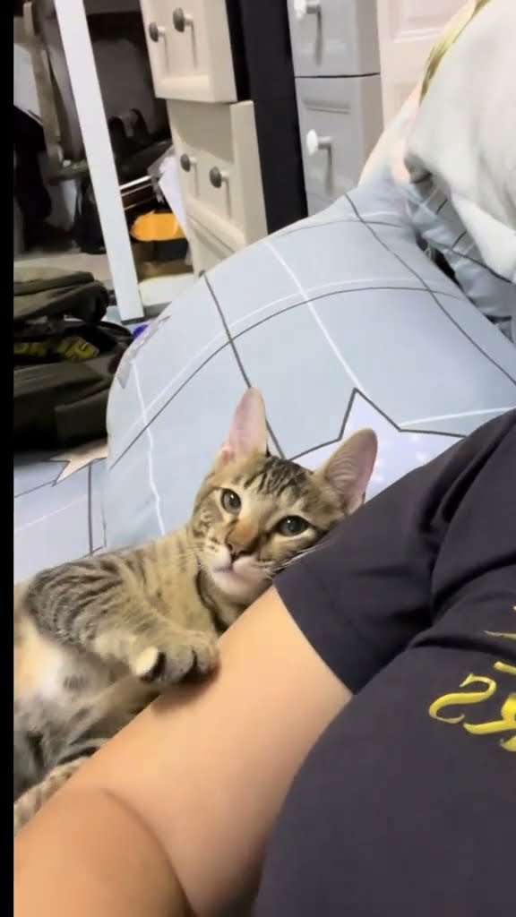 C magnifique vidéo chat ? ? ?