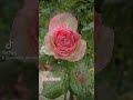 Всех поздравляю с Первомаем!🎉 #провансаллочка #цветы #розы #1мая2024