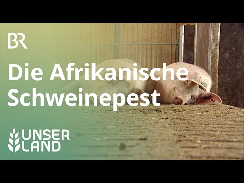 Video: Eine Andere Afrikanische Pest Fegte Uganda - Alternative Ansicht