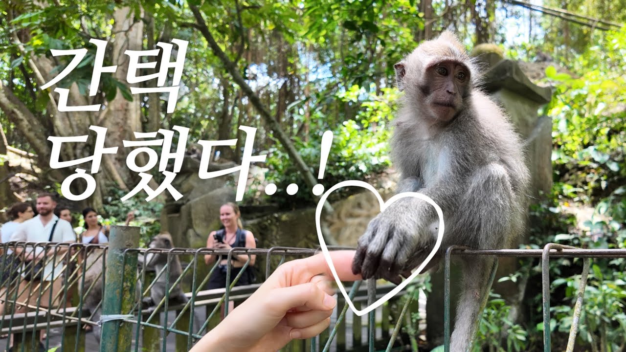 우붓 몽키포레스트에서 친구 사귐🐒 은반지만들기💍 카밀라리조트 모닝요가🧘‍♀️| 발리 𝐞𝐩.𝟎𝟐