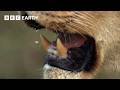 Surprising Visitors Of A Lion S Feast Narrated By David Attenborough Africa BBC Earth 