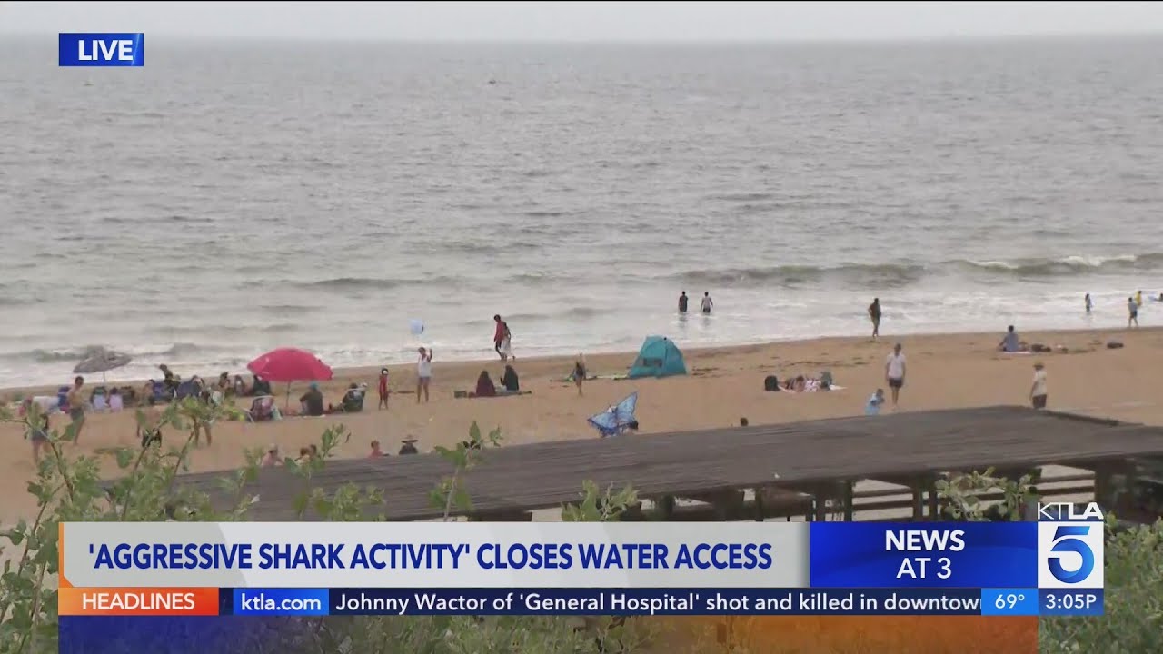 Ocean closed to beachgoers after ‘aggressive’ shark sightings in San ...