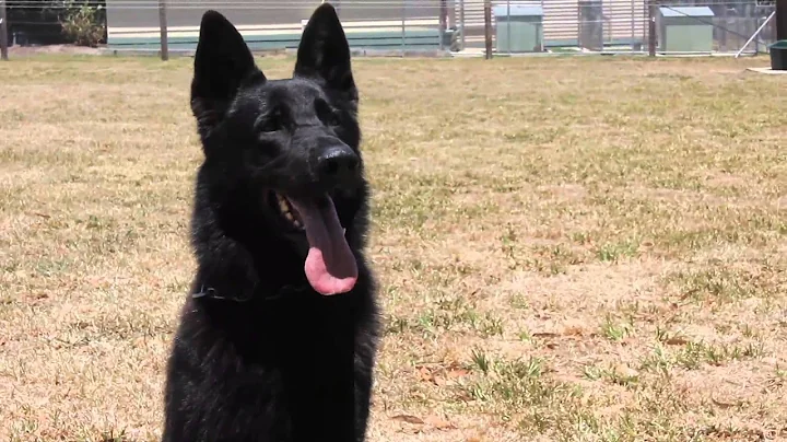 3AW Behind the Line: Victoria Police Dog Squad