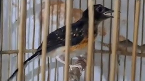 obral gila-gilaan semua jenis burung