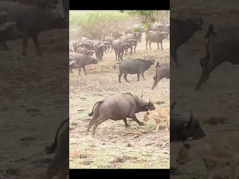 Video: Āfrikas bifeļi: apraksts, šķirnes
