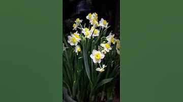 Hoa Thủy Tiên: Bí Quyết Trồng & Chăm Sóc Tại Nhà 🌸