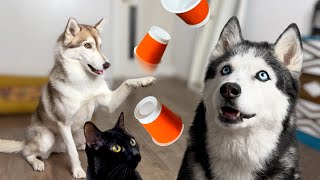 Dogs Put on a Circus! Three Huskies Guessing Where the Treats Are by North Yuki Husky 16,234 views 3 weeks ago 5 minutes, 17 seconds