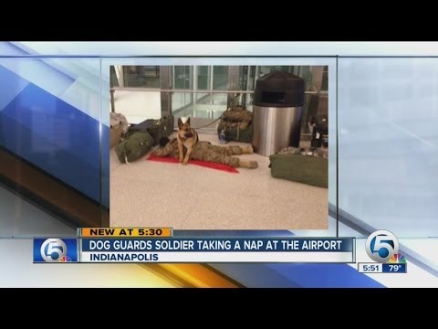 Dog guards soldier taking a nap at the airport