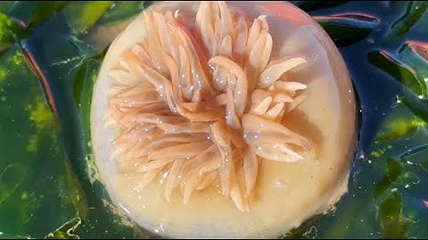 Bờ Biển Có Gì? – Đi Săn Hải Sản Tươi Ngon Khi Thủy Triều Xuống