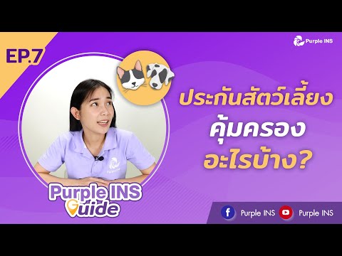 วีดีโอ: ประกันภัยสัตว์เลี้ยง: สมเหตุสมผล ประหยัดเซ็นต์