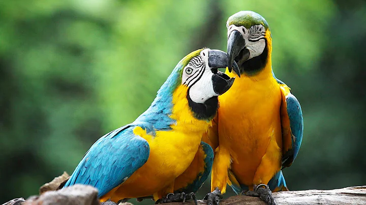 How to Take Care of a Macaw | Pet Bird