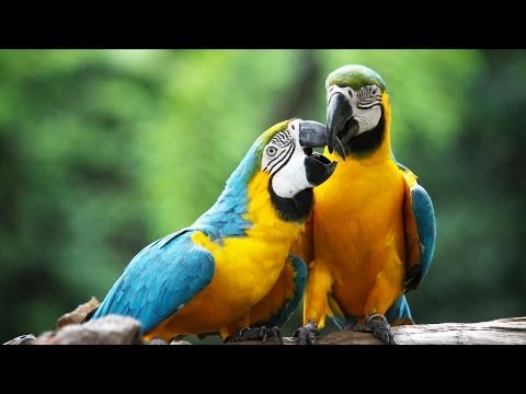 How to Take Care of a Macaw | Pet Bird