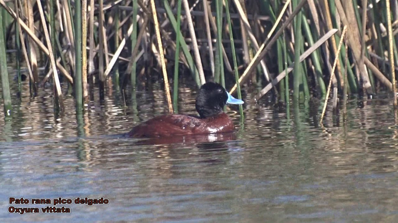 Pato rana pico delgado (Oxyura vittata)