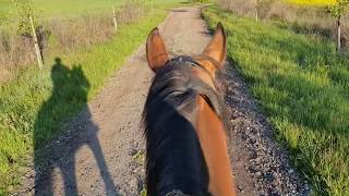 ASMR Virtual Horse Ride | Nature | Spring | ZeuneS
