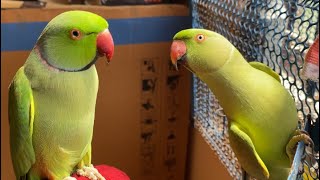 Baby Parrot Teach Big Parrot To Talk || Talking Parrot Destech