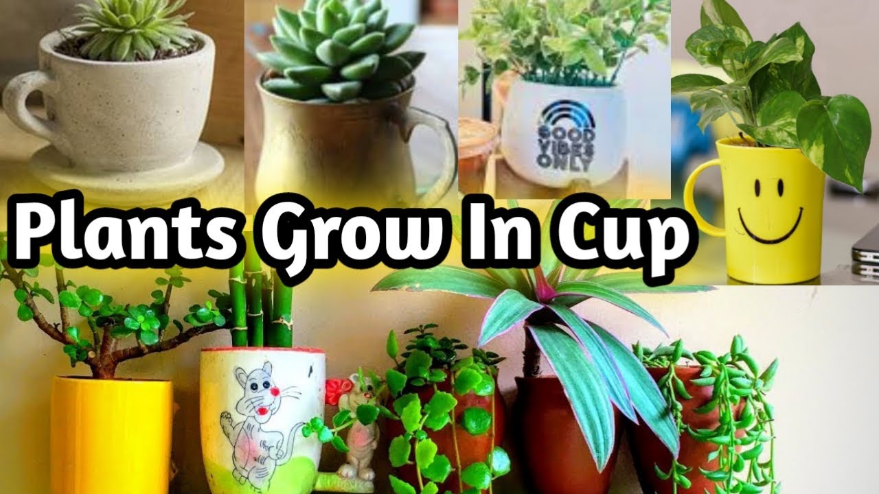 Permanent Plants Grow In Cup/Coffee Mugs/Grow Cutting In April YouTube