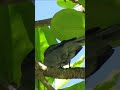 Funny Birds of Costa Rica short