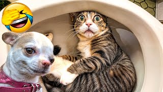 Funny ANIMALS videos😊 Funniest Cats and Dogs 2024 😹🐶#18